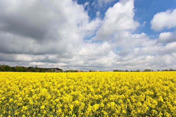 Rapsfeld im Kieler Umland