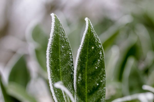 Winterimpressionen im Kieler Schrevenpark