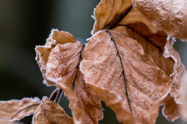 Braunes Blatt mit Raureif